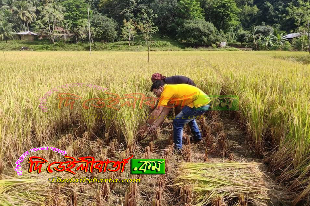 কাপ্তাই উপজেলায় বোরো ধানের বাম্পার ফলন, কৃষকের মুখে হাসি