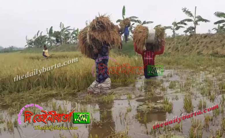 নাটোরে সিংড়ায় পানিতে ভাসছে হাজারো কৃষকের স্বপ্নের ধান