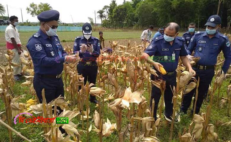 চুয়াডাঙ্গায় করোনা আক্রান্ত পরিবারের ভুট্টা ভেঙ্গে বিক্রি করে দিলেন জেলা পুলিশ