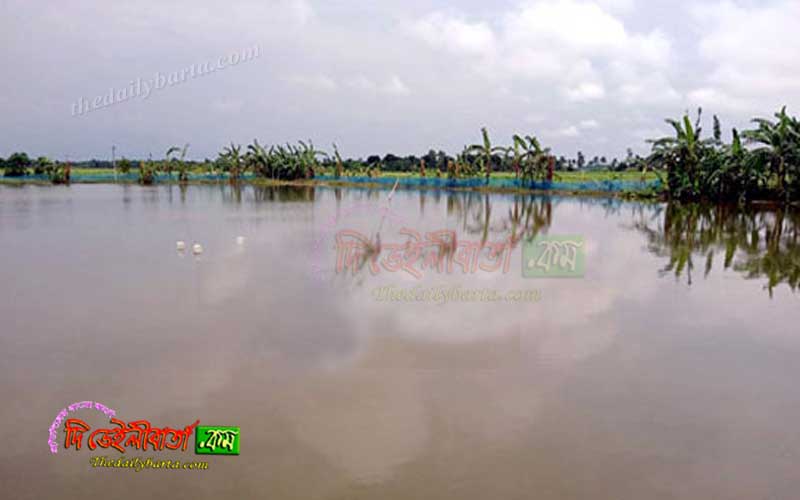 ভারী বর্ষণ বড়াইগ্রামে মৎস্য খামারের দুই কোটি টাকার মাছ ভেসে গেছে